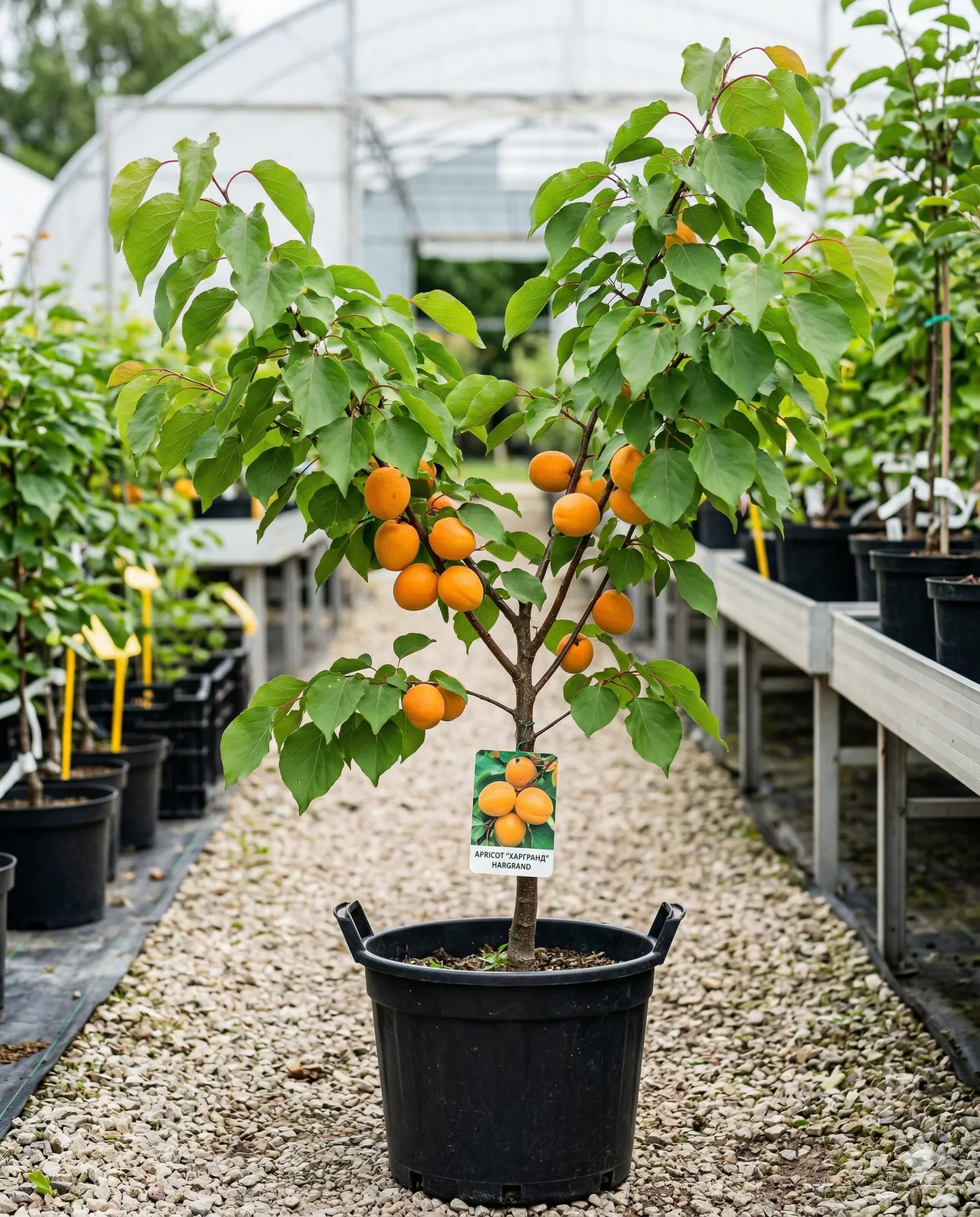 Харгранд (Hargrand) 