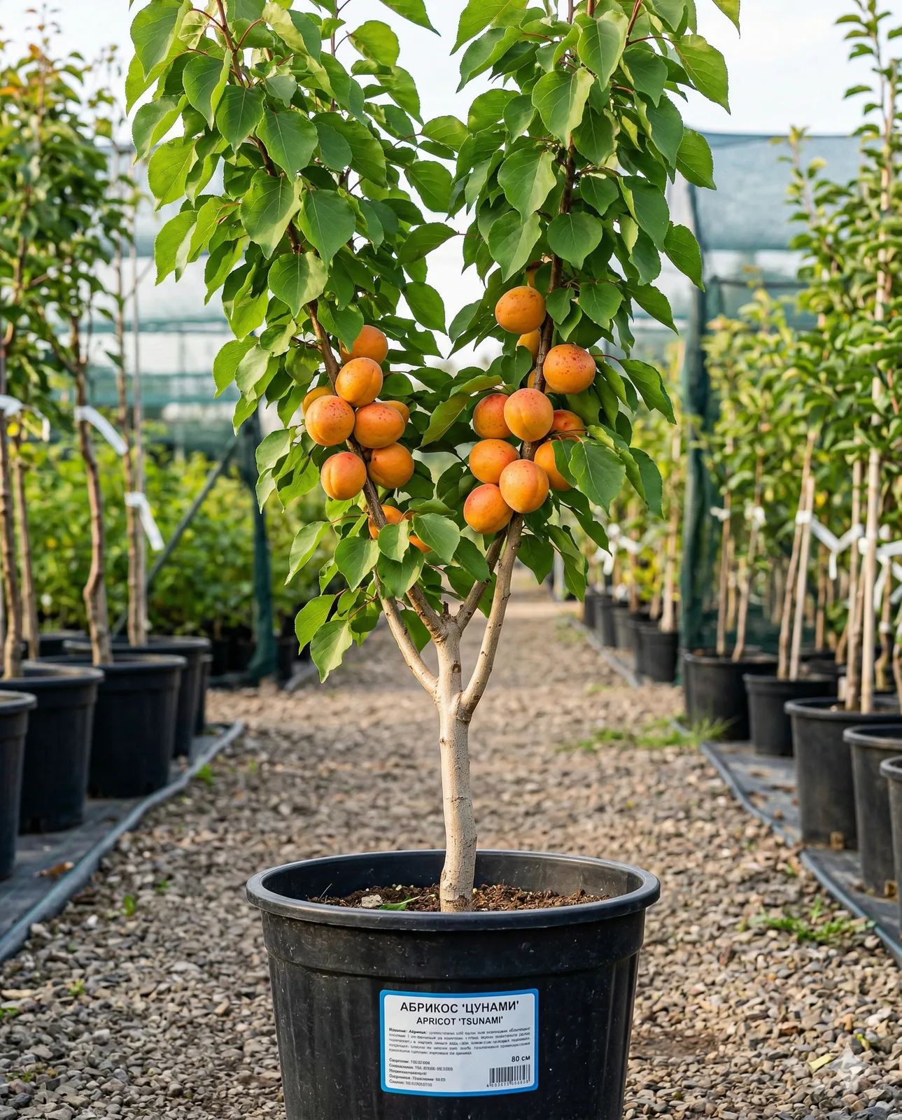 «Цунами» (Tsunami) 