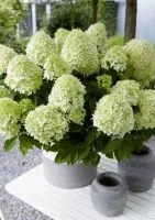 Little Passion (Литл Пэшн)