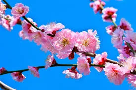Муме (Prunus mume)