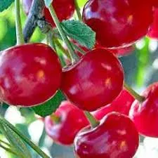 «Панди» (Pandy) 