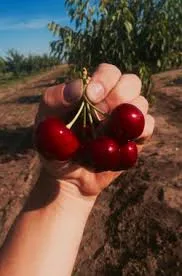 САРАТОВСКАЯ МАЛЫШКА