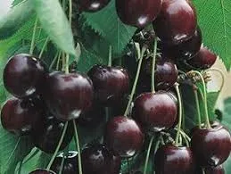 ШОКОЛАДНИЦА