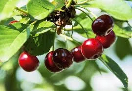 Эрди Ботермо (Érdi bőtermő) 