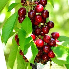 Компактная Веньяминова