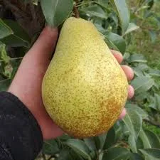 ГЕНЕРАЛ ЛЕКЛЕРК