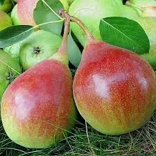 Любимица клапа