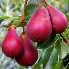 РЕД ФАВОРИТКА