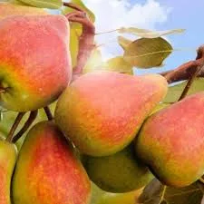 Северянка краснощекая 