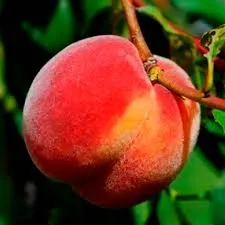  'Reliance' Реланс