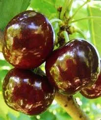 Stacatto' Стокатто