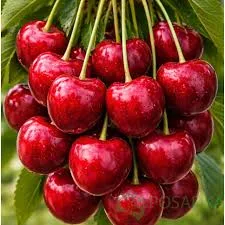 Lapins' Лапинс