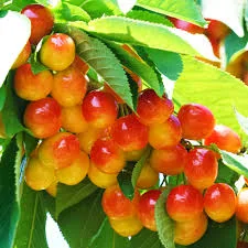 Франс Иосиф