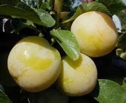 РЕНКЛОД УЛЕНА