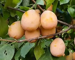 золотая капля