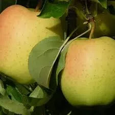 Голден Делишес