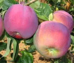  Женева Эрли