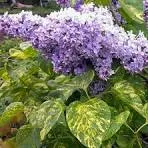 Аукубафолия