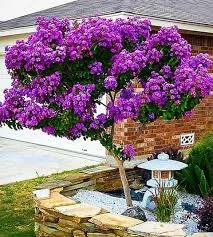 СИРЕНЬ штамб