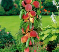 Триумф северный