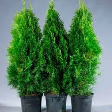 Смарагд (Smaragd) 