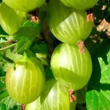 Донецкий крупноплодный