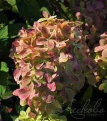 Фото 4