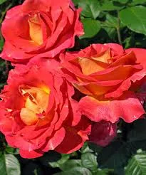 Декор Арлекин (Decor Arlequin) 