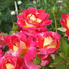 Фото 2