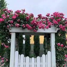 Цикламен Пьер де Ронсар (Cyclamen Pierre de Ronsard) 