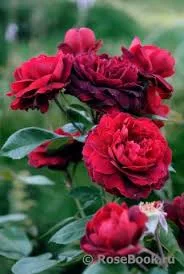  Хайгроув (Highgrove)