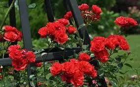 Супер Эльфин (Super Elfin) 