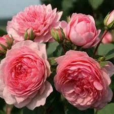 Sweet Laguna (Свит Лагуна) 