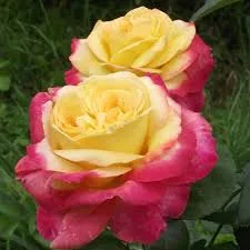 Восточный экспресс» (Orient Express) 