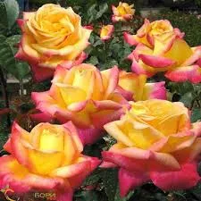 Фото 2