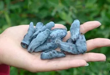 Бахчарский великан 