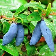 Гордость Бакчара