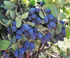 Индиго Джем (Indigo Gem)