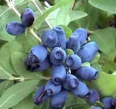 Колокольчик