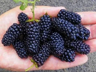 Бжезина» (Brzezina) 