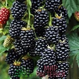 Лох Тей (Loch Tay) 