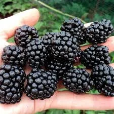 Тройная Корона (Triple Crown) 