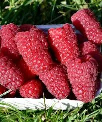 Малиновая гряда