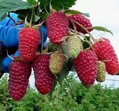 Похвалинка