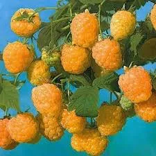 Амира Золотая» (Amira Gold) 