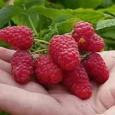 Гордость России