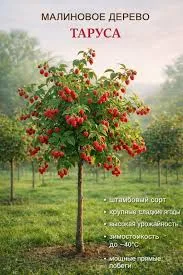 Малина Таруса 