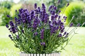 Хидкот (Hidcote) 