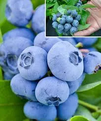 Спартан (Spartan) 