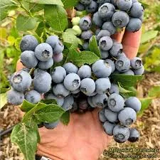 Нортланд» (Northland) 